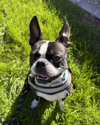 Mugsy - Photo 1
