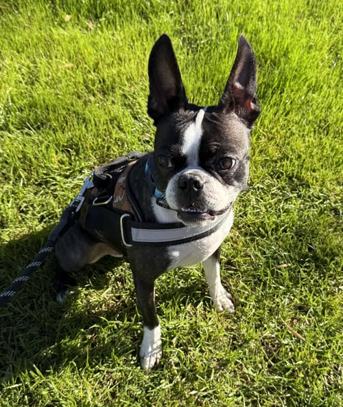 MUGSY - Boston Terrier available for adoption