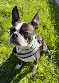Mugsy - Photo 3