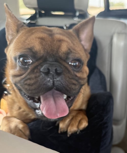 HANK - French Bulldog for adoption in Scottsdale
