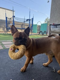 Hank - Photo 2