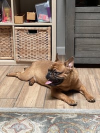 Hank - Photo 3