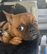 Hank - Photo 4