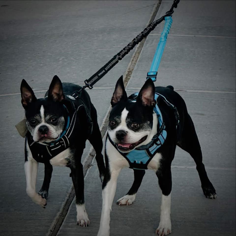 KEVIN - Boston Terrier available for adoption