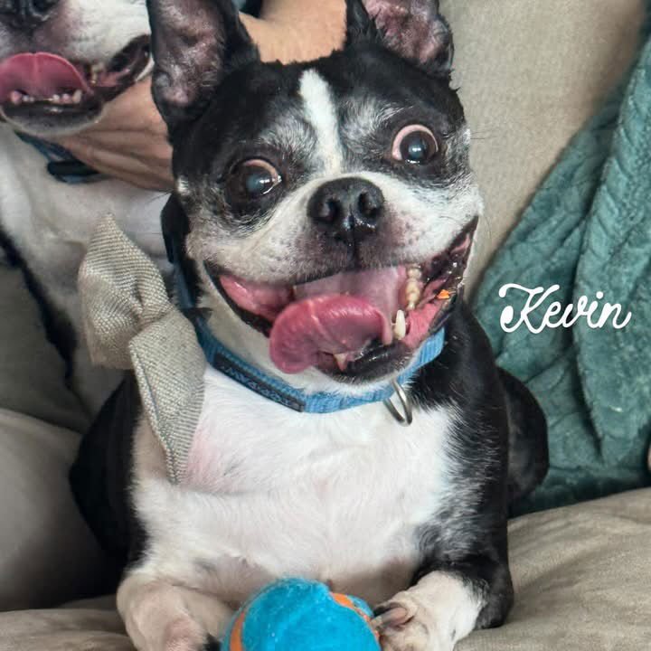 KEVIN - Boston Terrier available for adoption