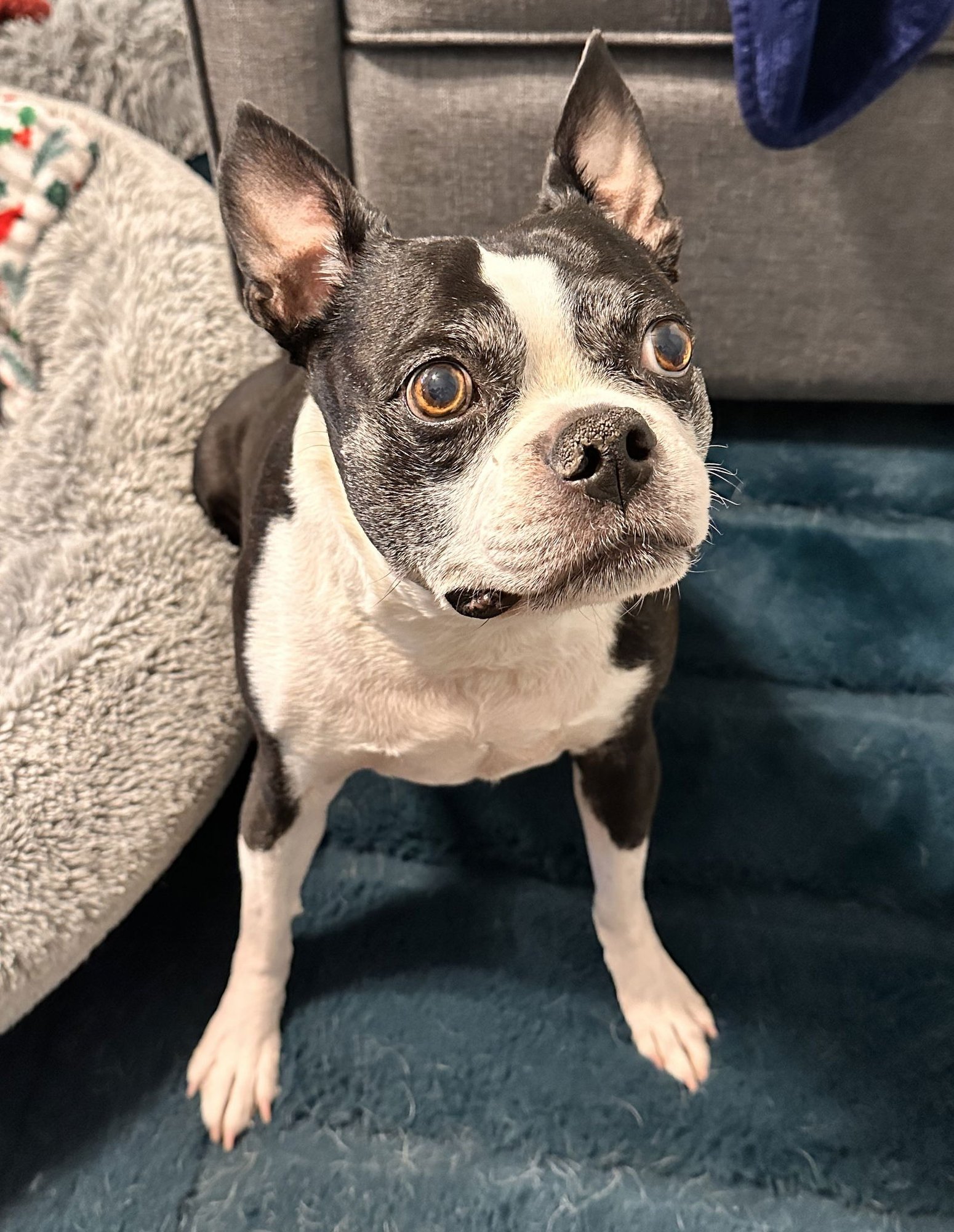 OSWALD - Boston Terrier available for adoption