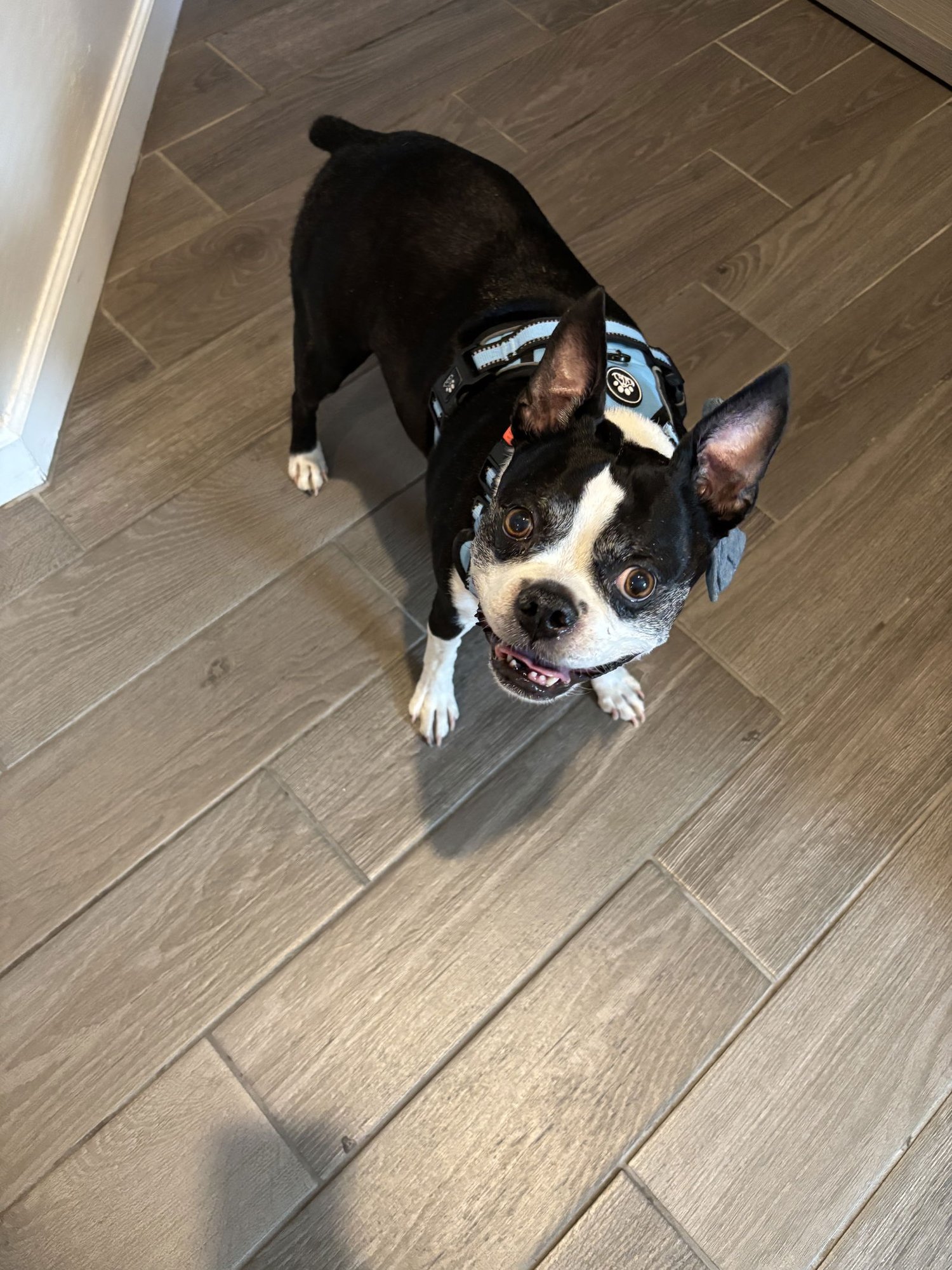 OSWALD - Boston Terrier available for adoption