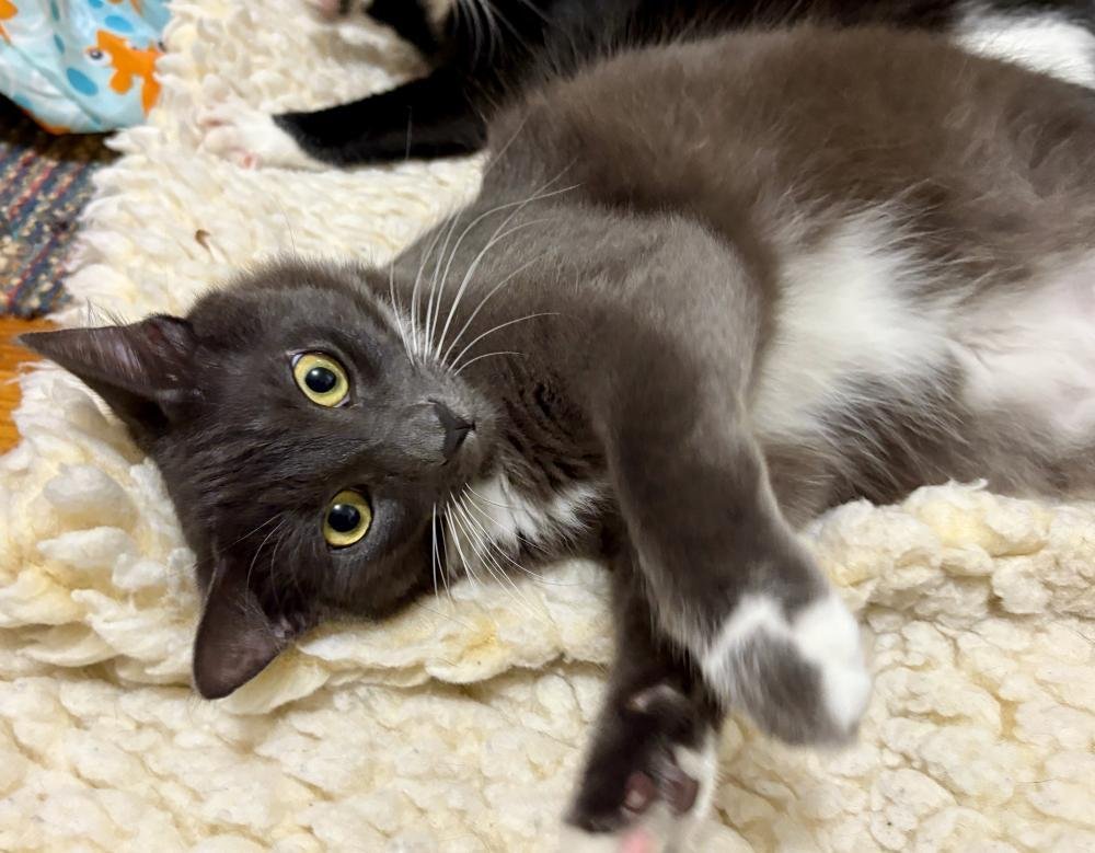 MILO - Domestic Medium Hair available for adoption