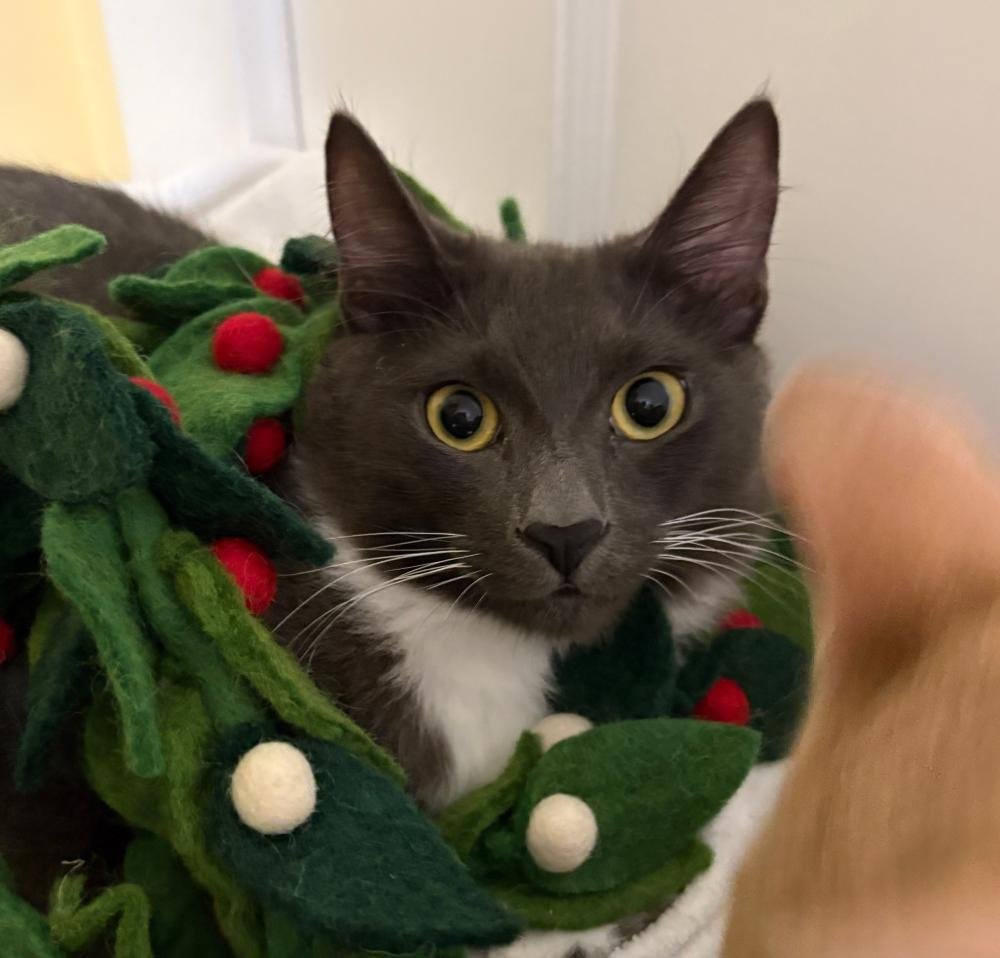 MILO - Domestic Medium Hair available for adoption