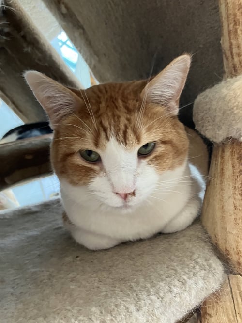RUSTY - Domestic Short Hair available for adoption