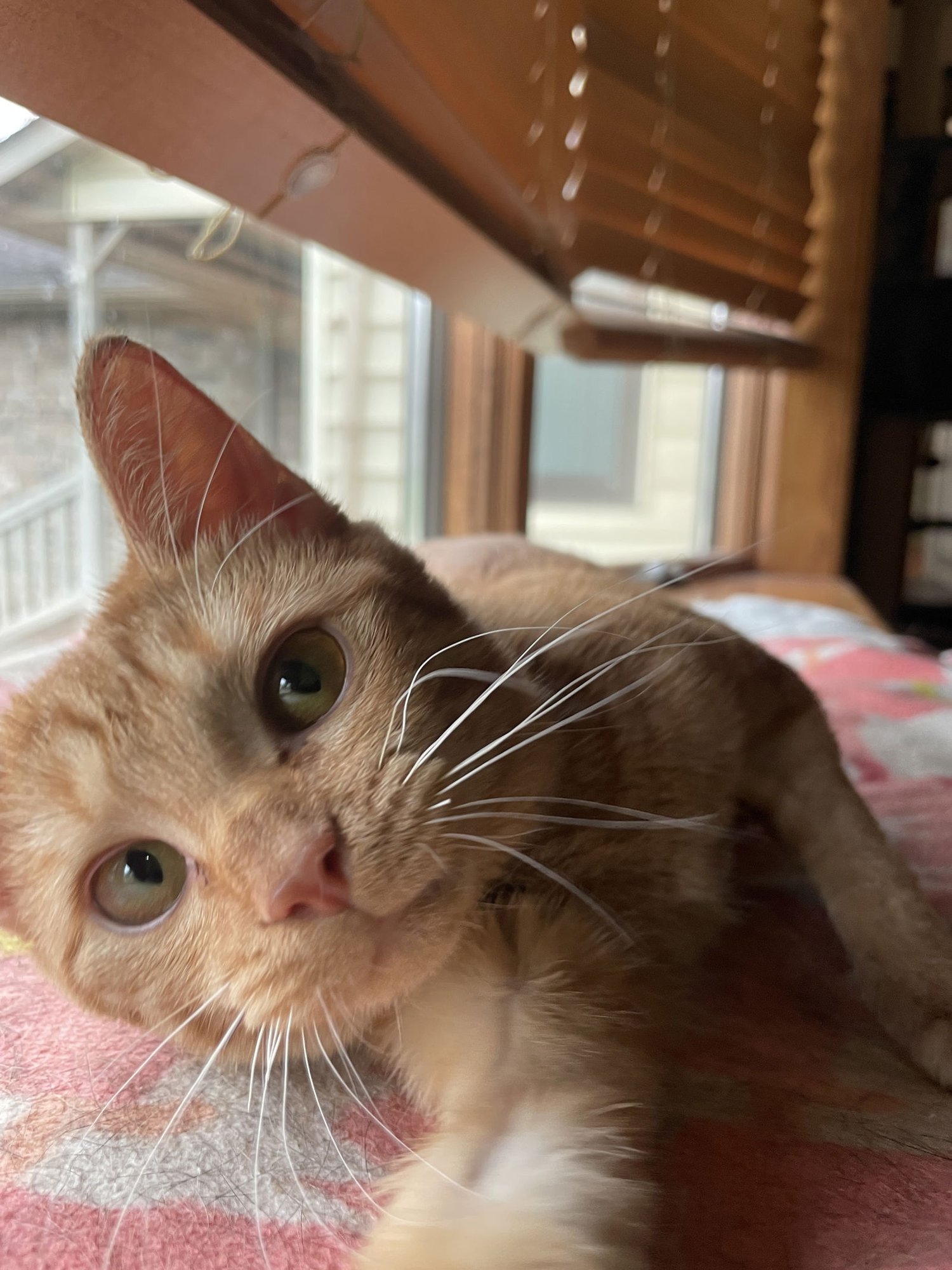 JITTERS - Domestic Short Hair available for adoption