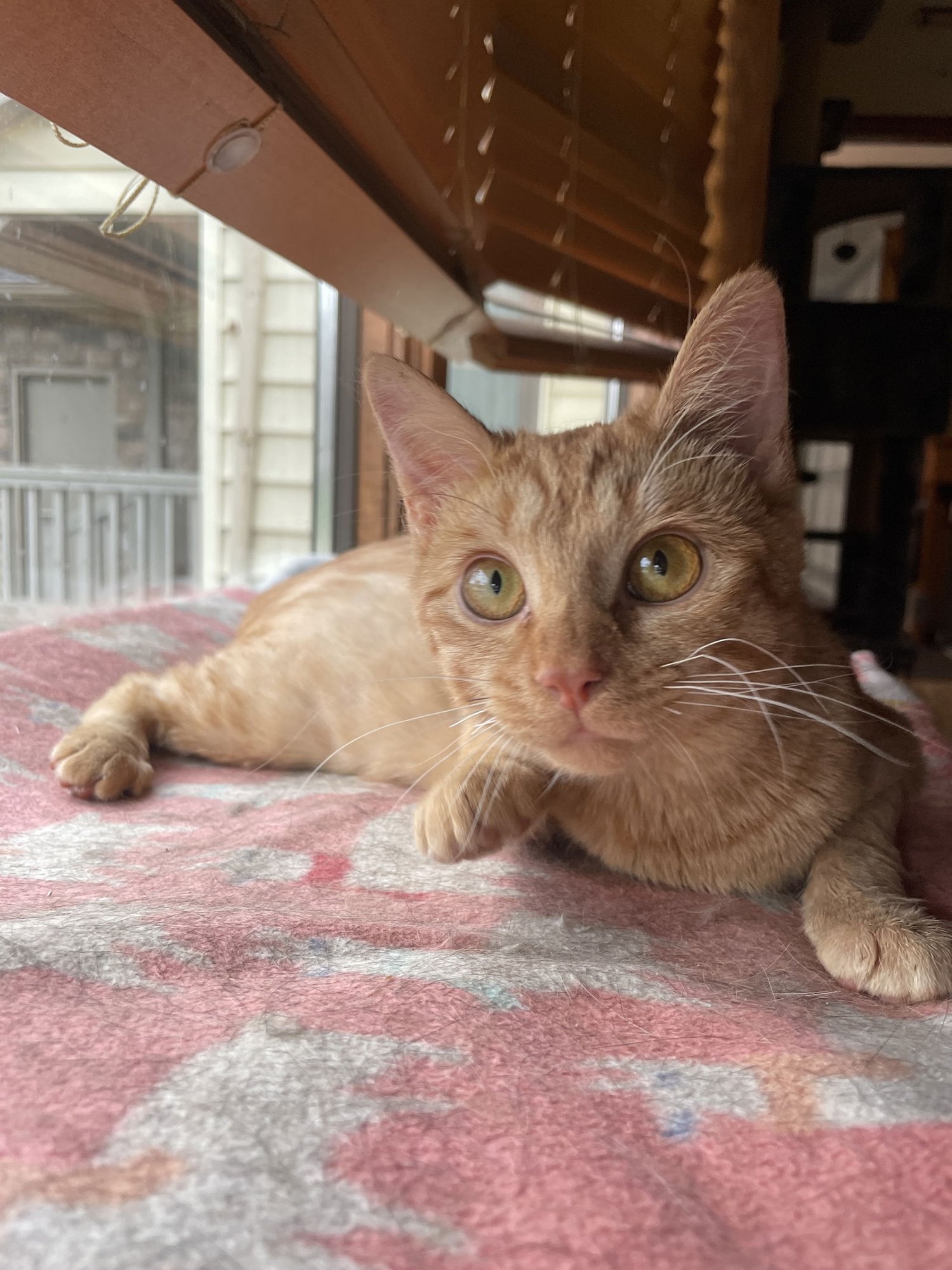 JITTERS - Domestic Short Hair available for adoption