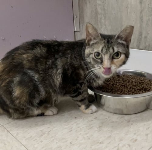 MARIE ANTOINETTE - Torbie available for adoption