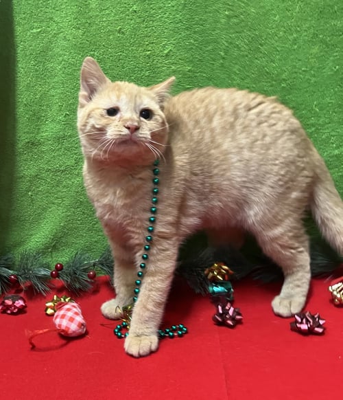 SWEET MARIE - Domestic Short Hair / Tabby available for adoption