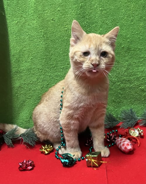 SWEET MARIE - Domestic Short Hair / Tabby available for adoption