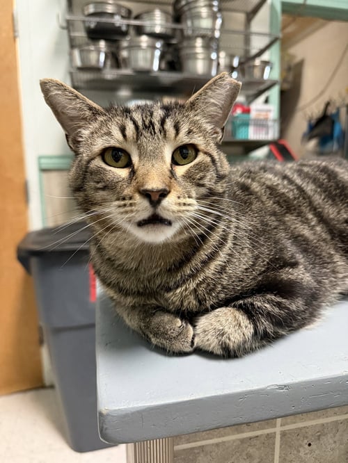 WOOTER - Domestic Short Hair / Tabby available for adoption