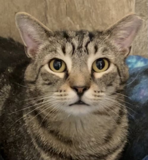 WOOTER - Domestic Short Hair / Tabby available for adoption