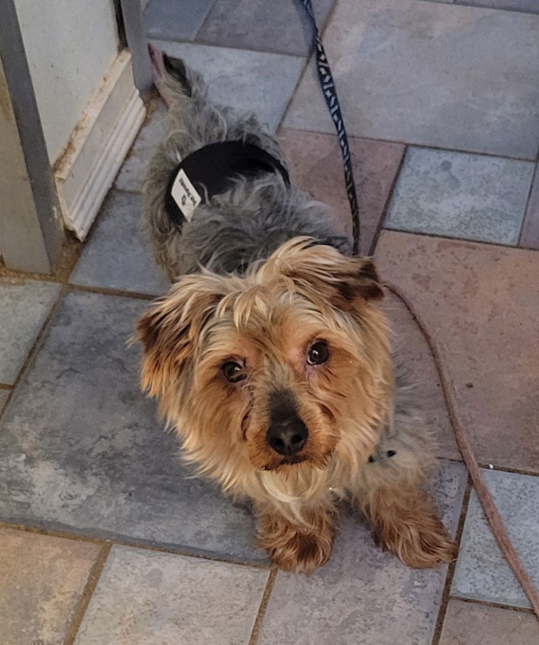 WALLY - Yorkshire Terrier Yorkie / Silky Terrier available for adoption