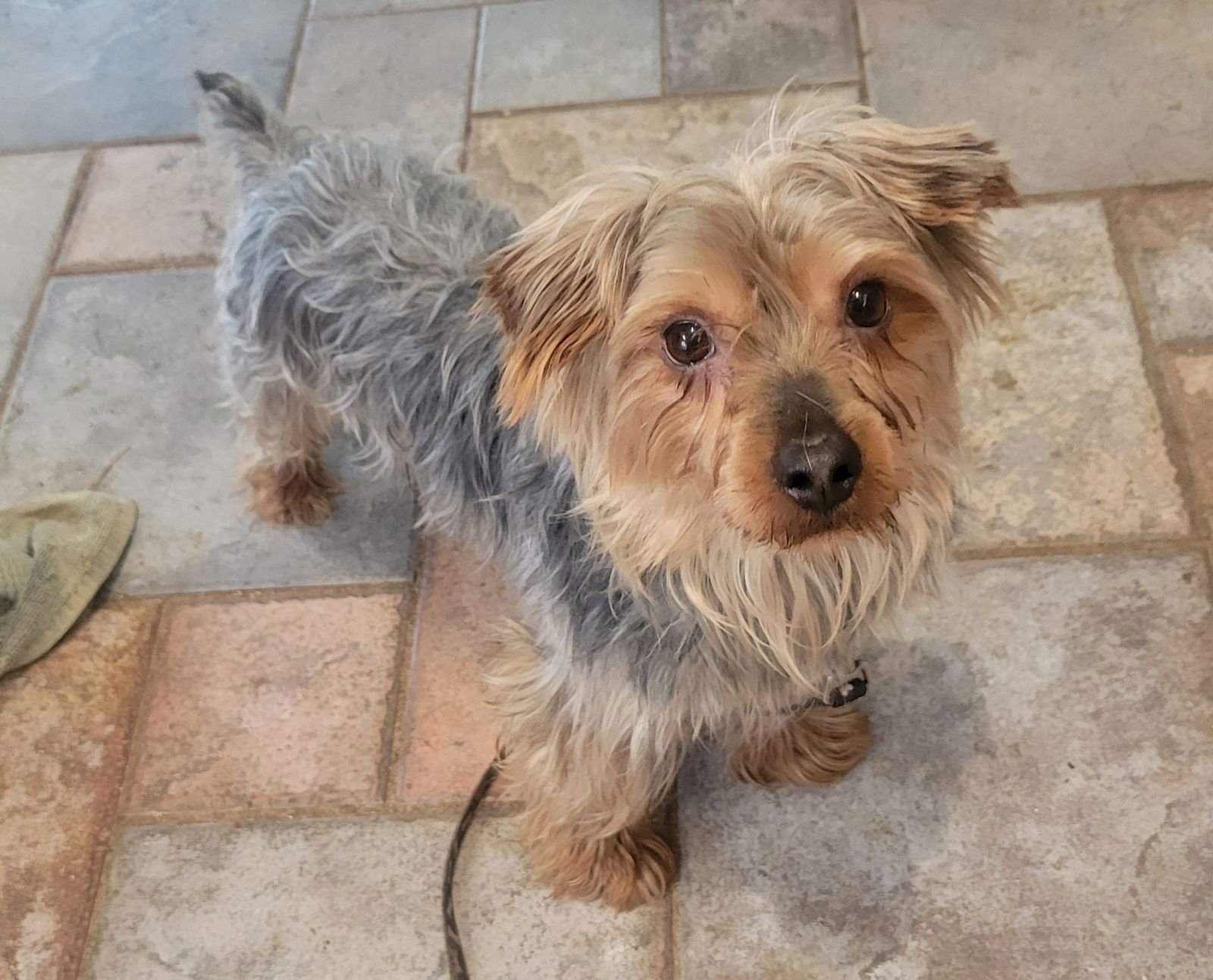 WALLY - Yorkshire Terrier Yorkie / Silky Terrier available for adoption
