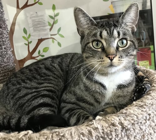 CASTIEL - Tabby / Domestic Short Hair available for adoption