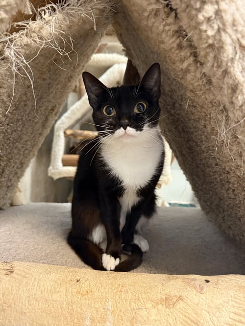 LISA - Domestic Short Hair available for adoption