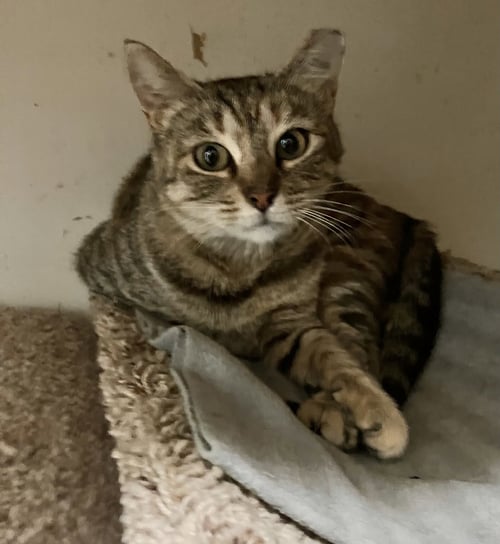 BETTY - Domestic Short Hair / Tabby available for adoption