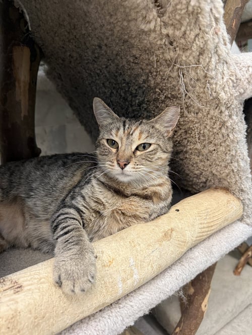 BETTY - Domestic Short Hair / Tabby available for adoption