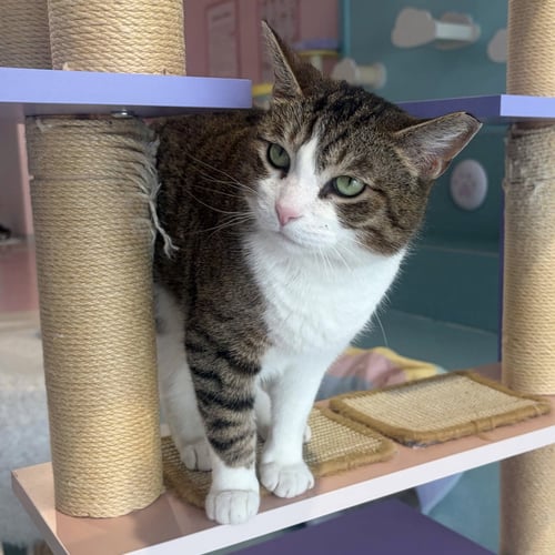 AMELIA - KBC - Tabby / Domestic Short Hair available for adoption