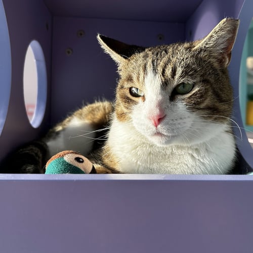 AMELIA - KBC - Tabby / Domestic Short Hair available for adoption