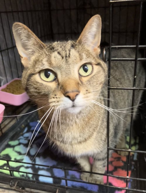 SOFI (BONDED TO LILY) - Tabby / Domestic Short Hair available for adoption
