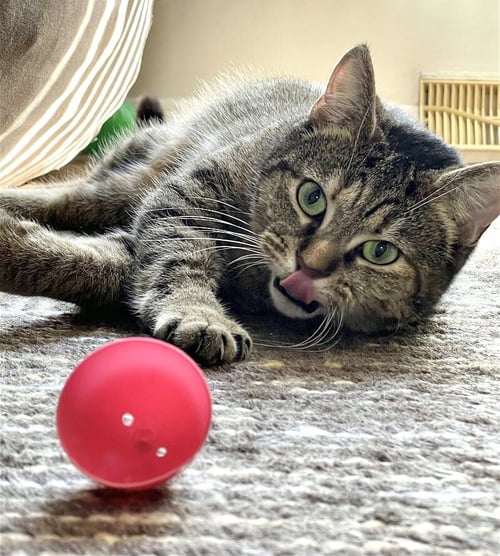 REESE - Domestic Short Hair / Tabby available for adoption
