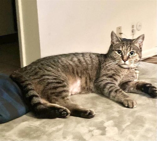 REESE - Domestic Short Hair / Tabby available for adoption