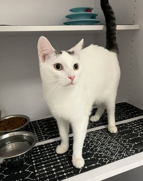 JACK - KBC - Domestic Short Hair / Tabby for adoption in Columbus