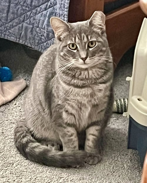 ASTRID - Tiger / Domestic Medium Hair available for adoption