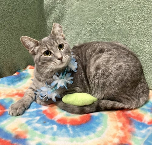 ASTRID - Tiger / Domestic Medium Hair available for adoption