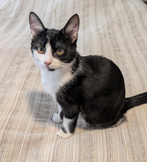 CLEO - Domestic Short Hair available for adoption