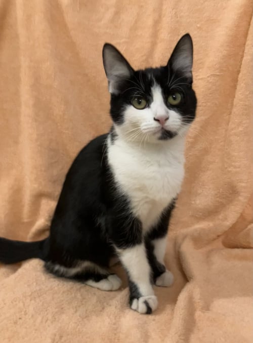 CLEO - Domestic Short Hair for adoption in Columbus