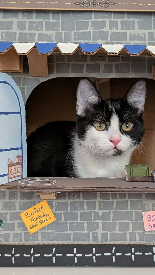 CLEO - Domestic Short Hair available for adoption