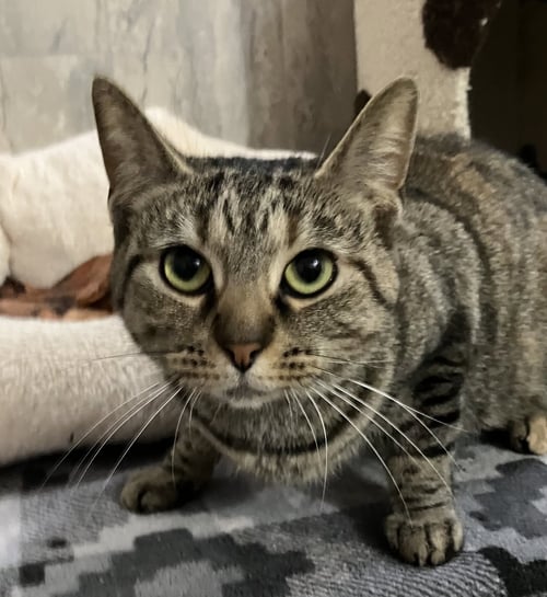 KAMIR - Tabby / Domestic Short Hair available for adoption