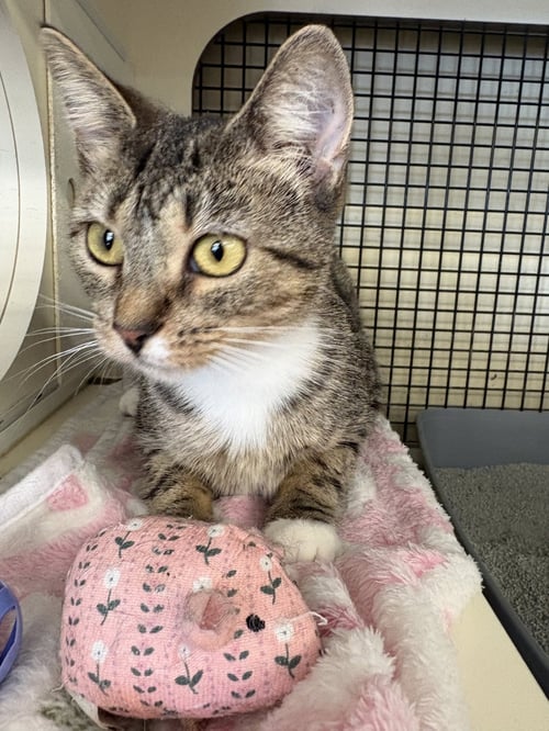 MISS KITTY - Tabby / Domestic Short Hair available for adoption