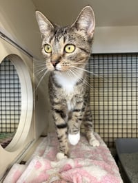 Miss Kitty - Photo 1