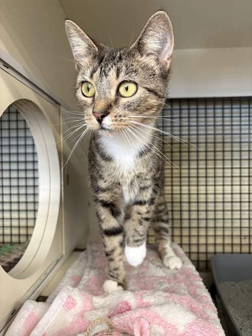 MISS KITTY - Tabby / Domestic Short Hair available for adoption