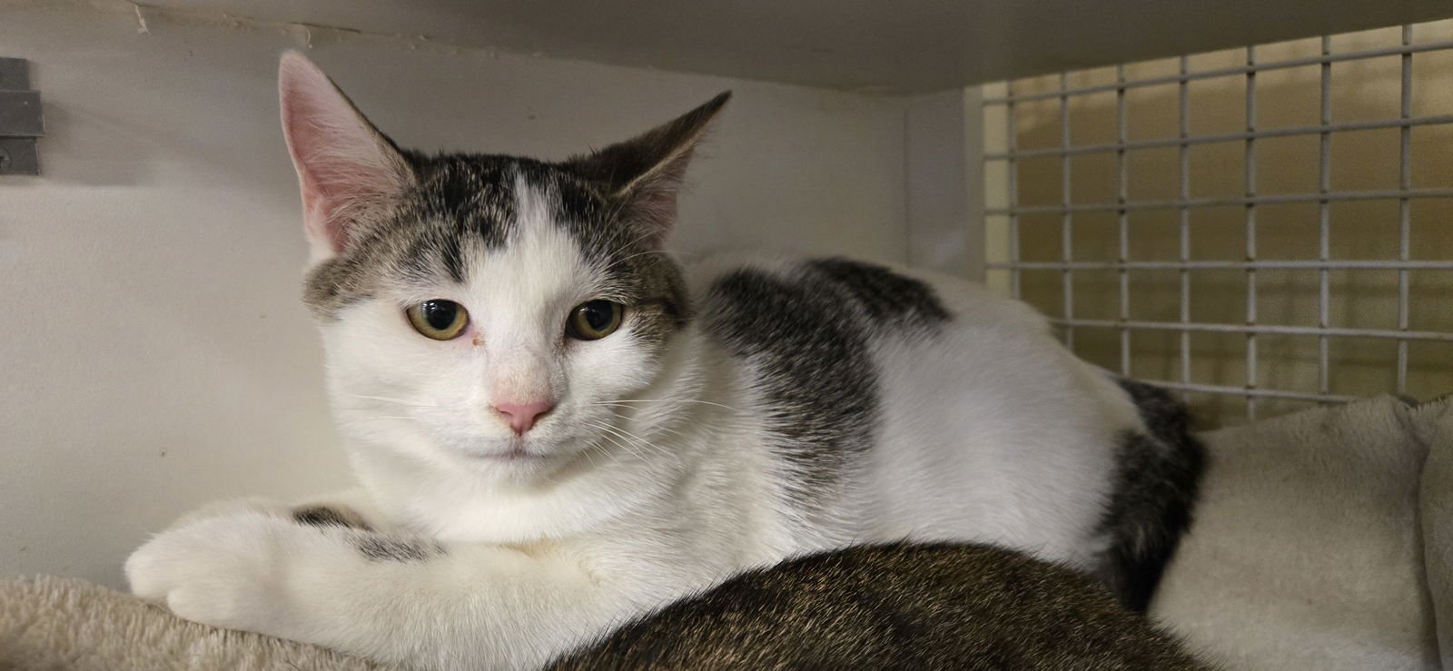 THELMA - Domestic Short Hair available for adoption