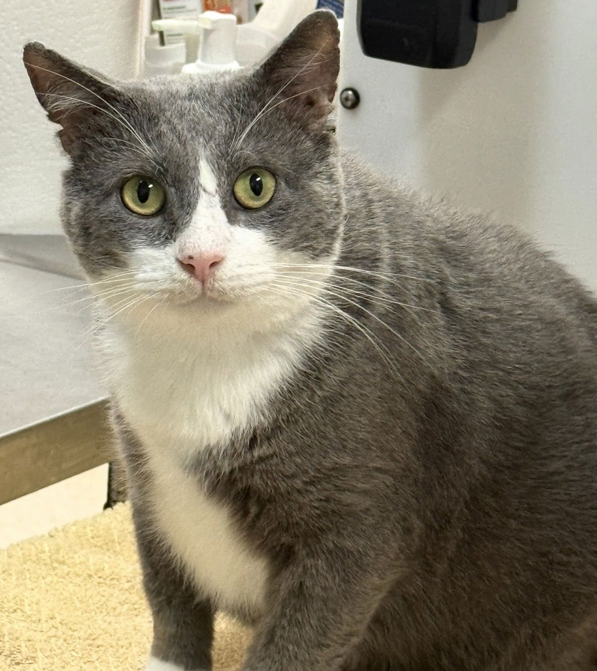 MARCUS - KBC - Domestic Short Hair available for adoption