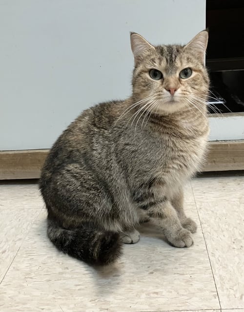 BONNIE - Tabby / Domestic Short Hair available for adoption