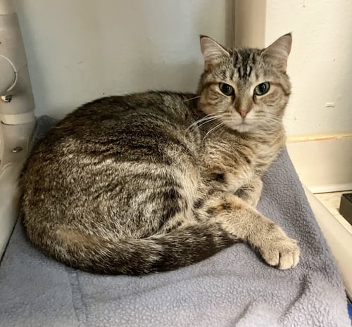 BONNIE - Tabby / Domestic Short Hair available for adoption