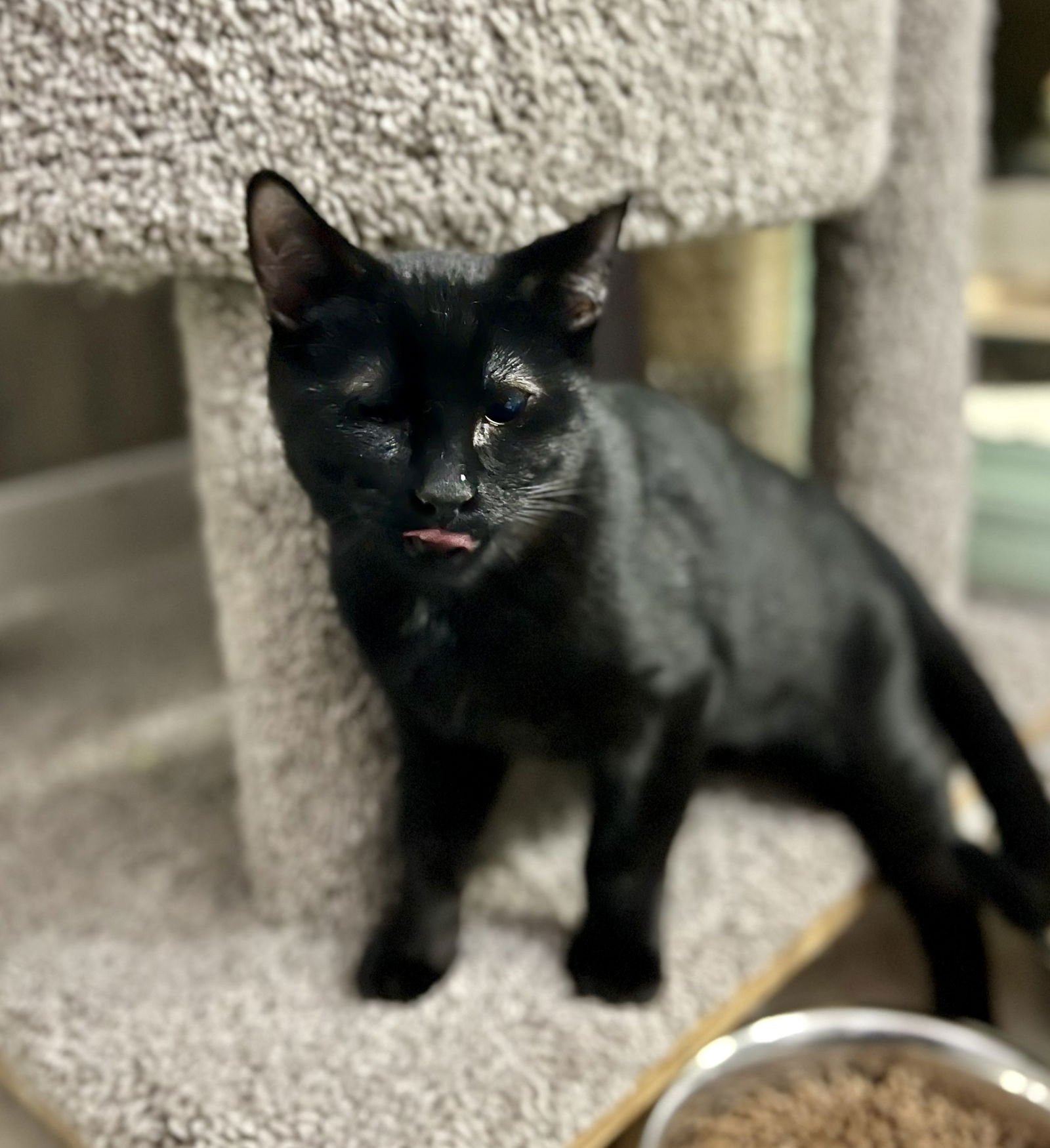 PESTO (BONDED TO PASTA) - KBC - Domestic Short Hair available for adoption