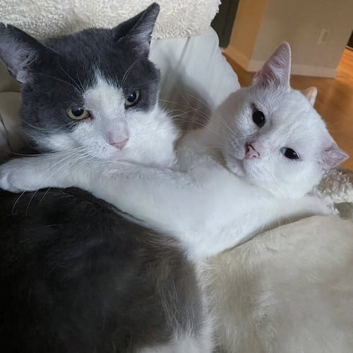 GORDITO (BONDED TO ANGELO) - Domestic Short Hair available for adoption
