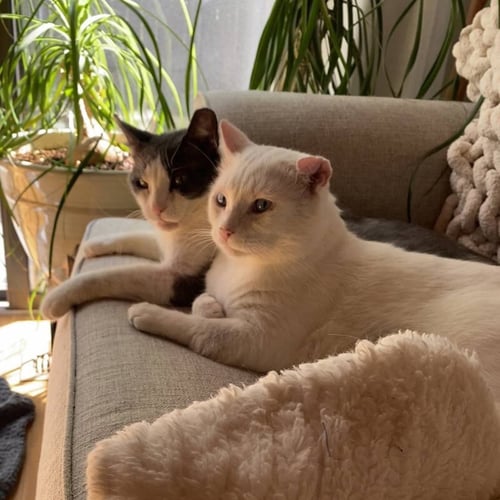 GORDITO (BONDED TO ANGELO) - Domestic Short Hair available for adoption