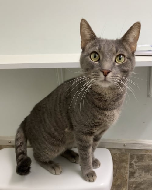 CORNDOG - Domestic Short Hair available for adoption